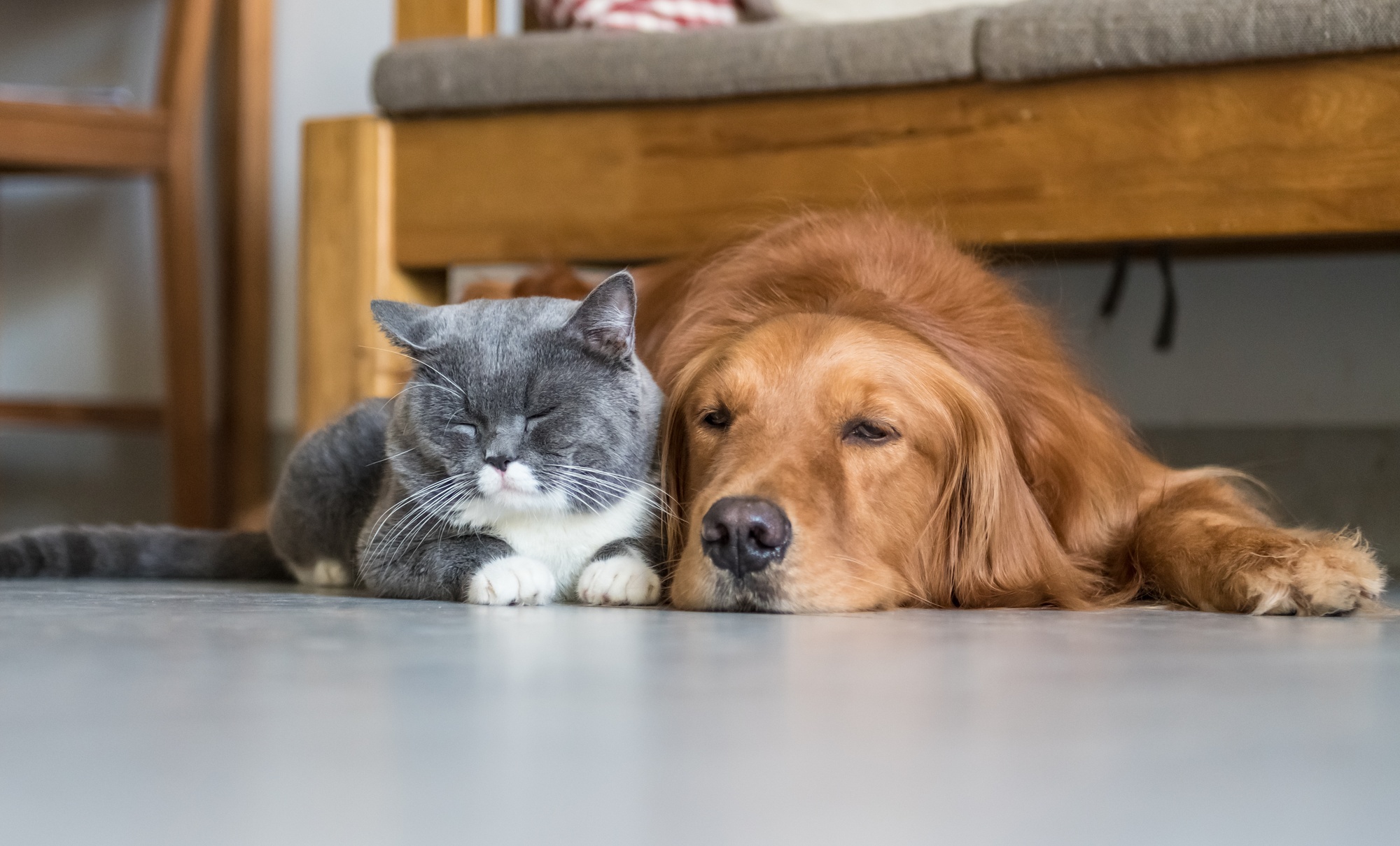 At Home Pet Sitting