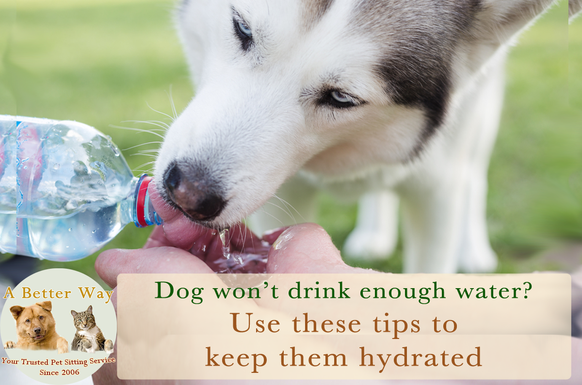 How To Keep Your Dog Hydrated