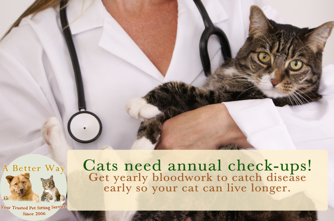 When Should Your Cat Go To The Vet? #Cat2VetDay