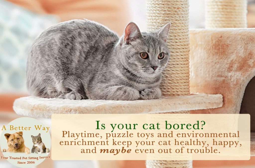 Fun Ways To Provide Mental Stimulation For Your Cat - A Better Way Pet ... - Reducing Cat Stress Nerve Stimulation Devices
