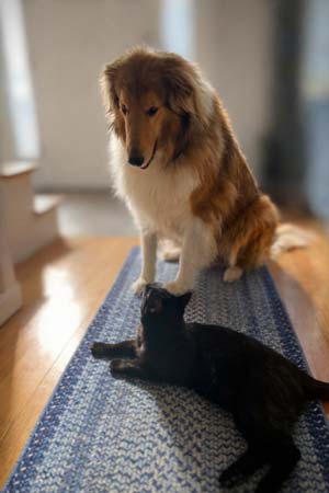 Burlington Mass Pet Sitting Dog Walking and House Sitting Services